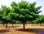 5公分香樟树最新价格