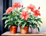 好养活的室内开花植物