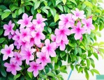 花卉飘香藤的养殖方法