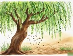 柳树是如何把种子传播出去的