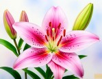 百合花的形态特征简写