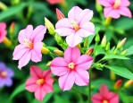 羽叶茑萝的花语是什么