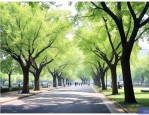 南京怎么这么多梧桐树