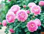 粉团蔷薇的花语和寓意