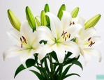 百合花家里放几支最好