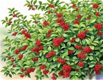 2025年花椒怎么种植出来
