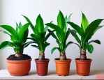水养植物需要加营养液吗