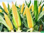 良玉188玉米种简介
