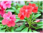 凤仙花怎样传播种子的方法