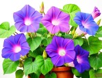 牵牛花可以种在家里吗