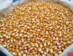 东单2184玉米种子