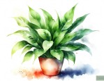 适合屋里养的绿植