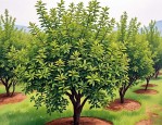 2025年花椒树的管理方法