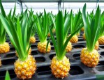 凤梨水培室内养殖方法