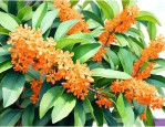 女贞树可以嫁接桂花吗