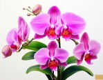 蝴蝶兰和蝴蝶花一样吗