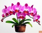 蝶兰花怎么养才能开花