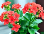 长寿花花苞期间怎么养护