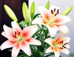 家里养百合花有讲究吗
