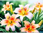 萱草花开完花怎么修剪