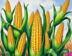2025年玉米花棒热量高吗