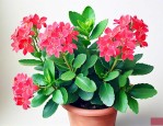 长寿花怎么把叶子养大