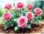 月季花什么时候移栽好