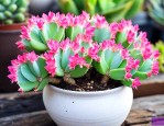 绯花玉怎么养才能爆盆