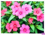 凤仙花的花有什么颜色