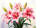 百合花与康乃馨的花语
