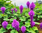 2025年魔芋地专用除草剂