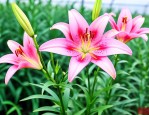 养殖百合花的注意事项