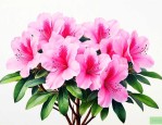 杜鹃花一年能开几次花