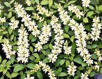 2025年白花蛇舌草金银花