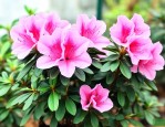 杜鹃花催花需要什么肥料