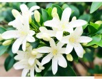 九里香多长时间能开花