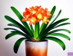 怎样养君子兰才能开花