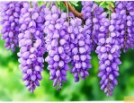 紫色一串串的花及花名