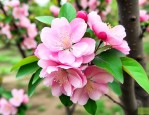 西府海棠10公分价格