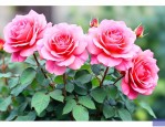 月季花开花时可以施肥吗