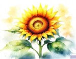 向日葵花语四下皆是你入目无他人句子