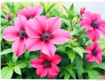 田七的花是什么样子的