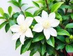 桅子花如何养植和浇水
