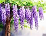 庭院种紫藤花吉不吉利