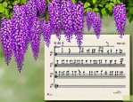 2025年紫藤花简谱 对唱