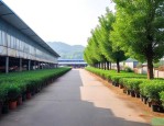 湖南长沙苗木批发市场