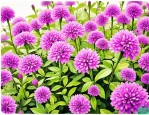 2025年花蔓草的种植方法
