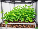 2025年植物水培生根方法