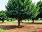 30公分香樟树多少钱