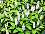 2025年新鲜的白花蛇舌草